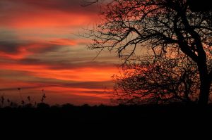 Africa Bushveldt Sunset