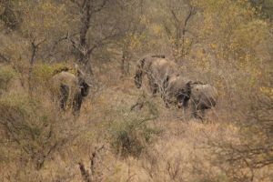Breeding heard of elephant
