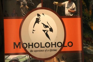 Moholoholo Logo