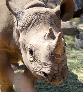Baby Rhino