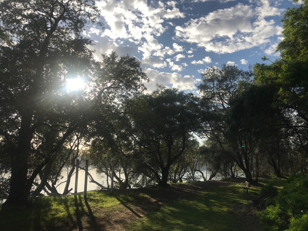 The Birds Still Sing