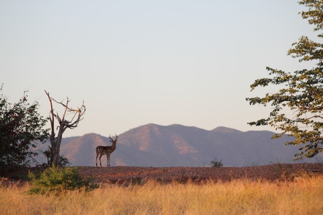 Lessons in living bravely from elephants and&nbsp;lions.