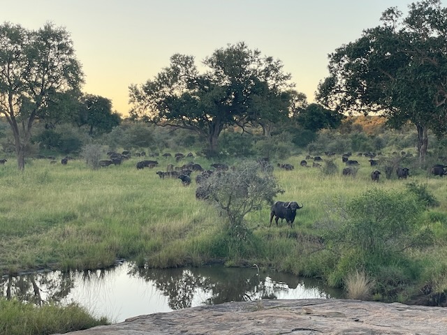 kruger