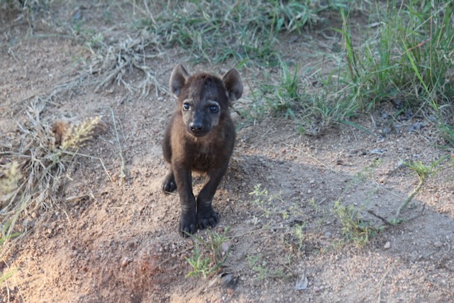 baby hyena