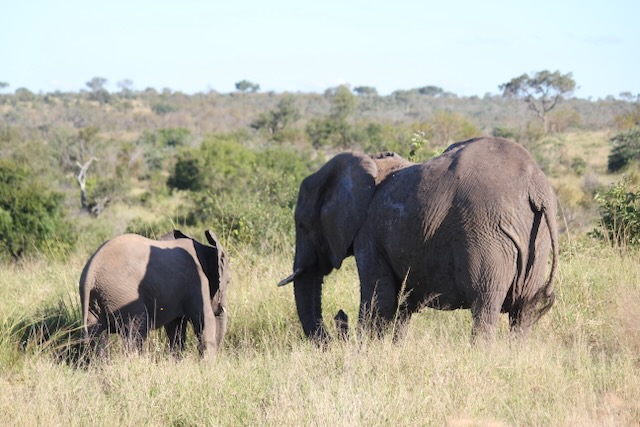 elephants