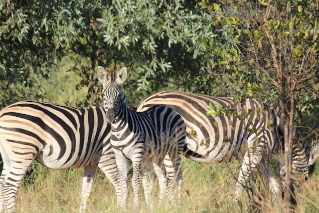 Zebra
