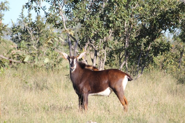 Sable
