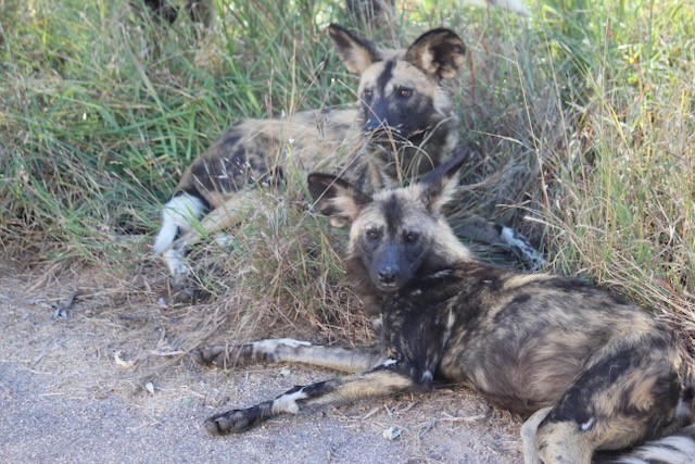 wild dog